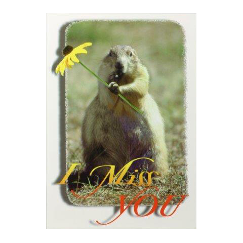 I MISS YOU PRAIRIE DOG POSTCARD