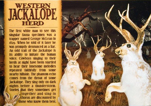 JACKALOPE HERD POSTCARD