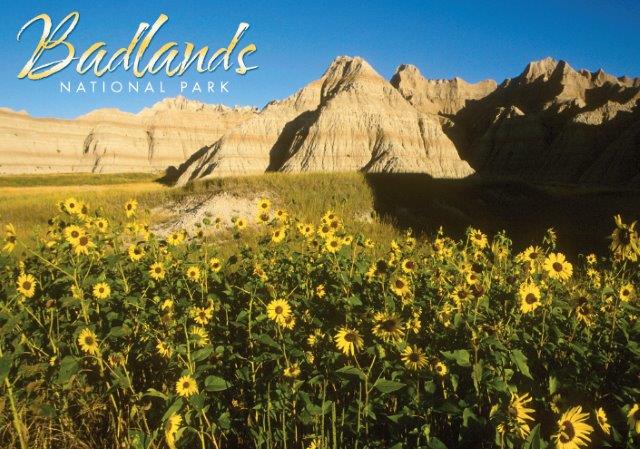 BADLANDS, SOUTH DAKOTA SUNFLOWERS POSTCARD