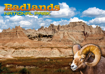 BADLANDS WITH BIG HORN SHEEP POSTCARD