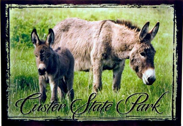 CUSTER STATE PARK DONKEYS POSTCARD