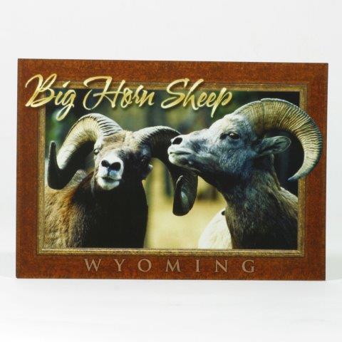 WYOMING BIG HORN SHEEP POSTCARD