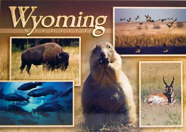 WYOMING WILDLIFE POSTCARD