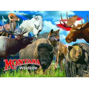 MONTANA WILDLIFE POSTCARD