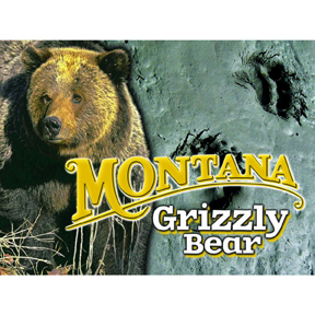 MONTANA BEAR POSTCARD